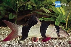 Katvis/modderkruipers