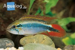 (Dwerg)Cichliden en maanvissen