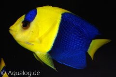 Vissen en lagere dieren