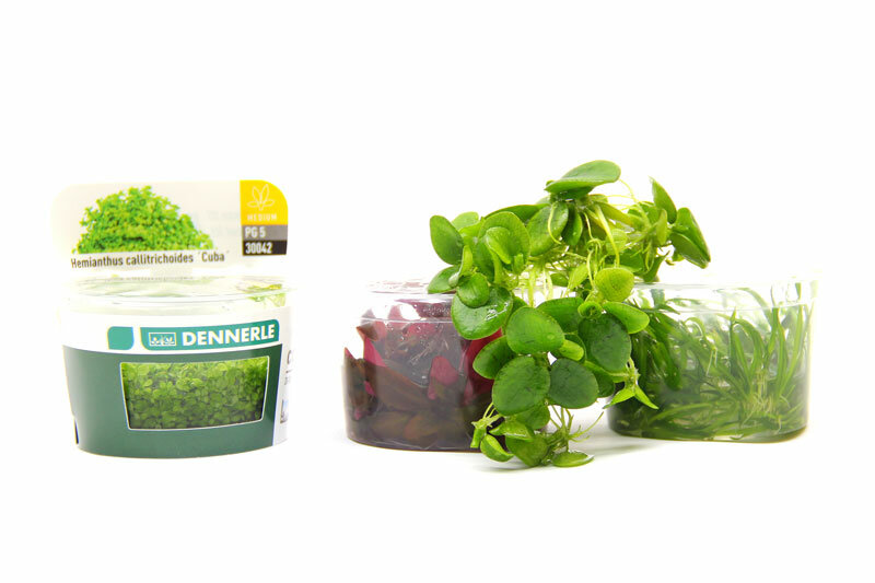 Dennerle plant-it Invitro planten