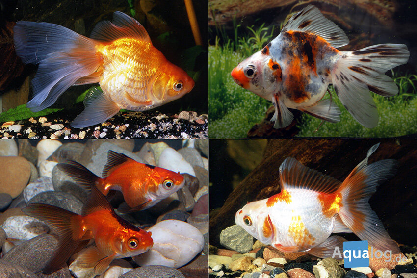 Koudwater en vijvervissen