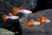 Poecilia reticulata - Guppy man &#039;neon rood&#039;