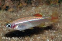 Tanichthys albonubes - Chinese danio