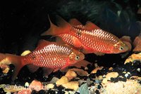 Puntius conchonius - Prachtbarbeel