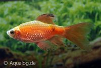 puntius conchonius