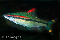 Sahyadria (puntius) denisonii - Torpedo barbeel M/ML