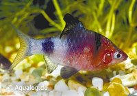 BARBUS/PUNTIUS NIGROFASCIATUS  - Purperkop barbeel