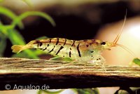 Caridina Cf. Cantonensis