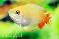 Colisa chuna - Gouden honing gourami