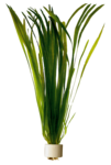 VALLISNERIA SPIRALIS