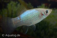 xiphophorus maculatus