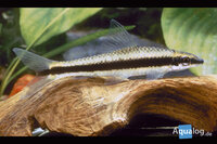 CROSSOCHEILUS SIAMENSIS - Siamese algeneter