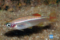 Tanichthys albonubes Gold - Gouden chinese danio