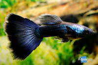 Poecilia reticulata - Full black guppy man
