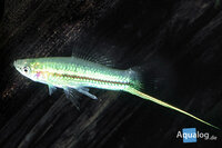 Xiphophorus helleri 'Green neon' - Neon groene zwaarddrager