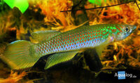 Kleurrijke Epiplatys lamottei killievis zwemmend tussen drijfplanten in aquarium bij Aqua Bilzen
