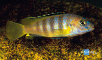 Blauw mannetje en geel vrouwtje Chindongo saulosi cichlide in een rotsachtig aquarium bij Aqua Bilzen.