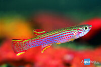 Gestreepte killievis (Aphyosemion striatum) in aquarium bij Aqua Bilzen