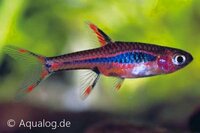 Muskietrasbora (Boraras brigittae) in aquarium bij Aqua Bilzen
