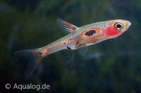 Phoenix rasbora (Boraras merah) in aquarium bij Aqua Bilzen