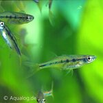 Dadyburjors chela (chela dadyburjori) in aquarium bij Aqua Bilzen