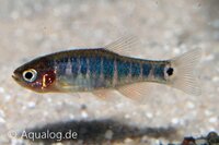 Emerald dwergrasbora (Celestichtys (Microrasbora, Danio) erythromicron) in aquarium bij Aqua Bilzen