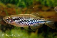 Burmese luipaarddanio (Brachydanio kyathit) in aquarium bij Aqua Bilzen