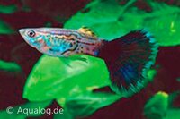 Poecilia reticulata - Guppy man cobra blauw