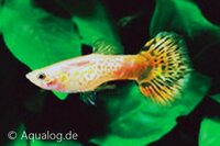 Poecilia reticulata - Guppy man cobra geel