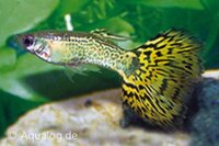Poecilia reticulata - Cobra groen Guppy man