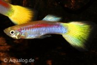 Poecilia reticulata - Guppy man laser ray