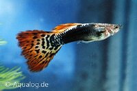 Poecilia reticulata -'Dragon' Guppy man/vrouw