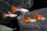 Poecilia reticulata - Guppy man 'neon rood'