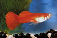 Poecilia reticulata - Guppy man rood blond