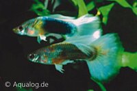 Poecilia reticulata - Guppy man turquoise