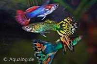 Poecilia reticulata - Guppy man mix