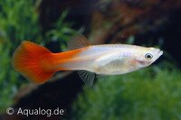Poecilia reticulata - Guppy vrouw red blond