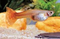 Poecilia reticulata - Guppy vrouw cobra rood