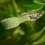 Poecilia wingei - 'Gele cobra' Endler Guppy