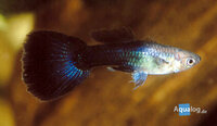 Poecilia reticulata - Goldhead/black Guppy man