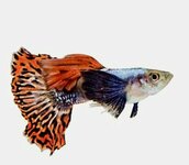 Poecilia reticulata - Big ear dragon Guppy man