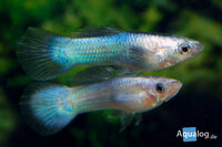 Guppy endler panda L ECO - Panda Guppy