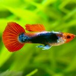 Poecilia reticulata - Red rose tuxedo Guppy man