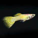 Poecilia reticulata - Cobra gouden Guppy man