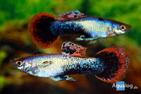 Poecilia reticulata - 'Tuxedo blue' Guppy man