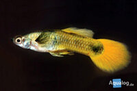 Poecilia reticulata - Guppy man tuxedo geel