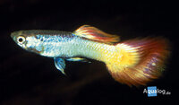 Poecilia reticulata - Sunset Guppy man