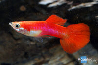 Poecilia reticulata - Coral red guppy MAN