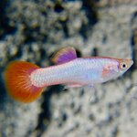 Poecilia reticulata - Guppy man pink tail