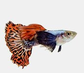 Poecilia reticulata - guppy man Mosaic big ear